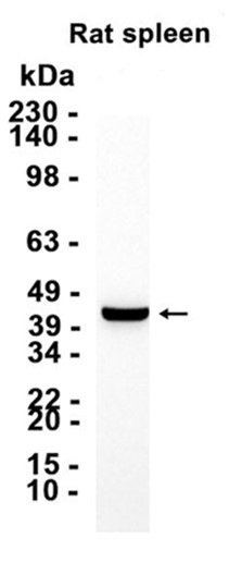 &beta;-Actin Mouse mAb