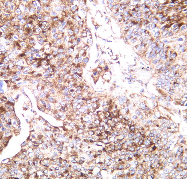 CD9 Rabbit mAb