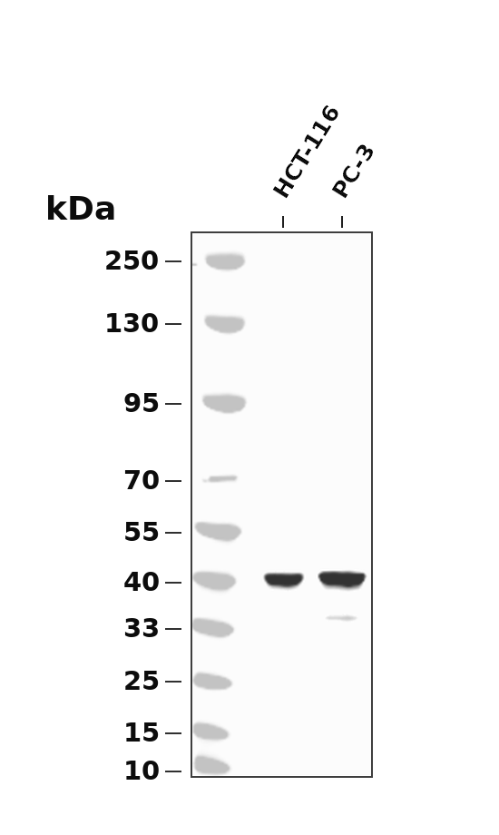 FRA1 (YD15087) Rabbit mAb