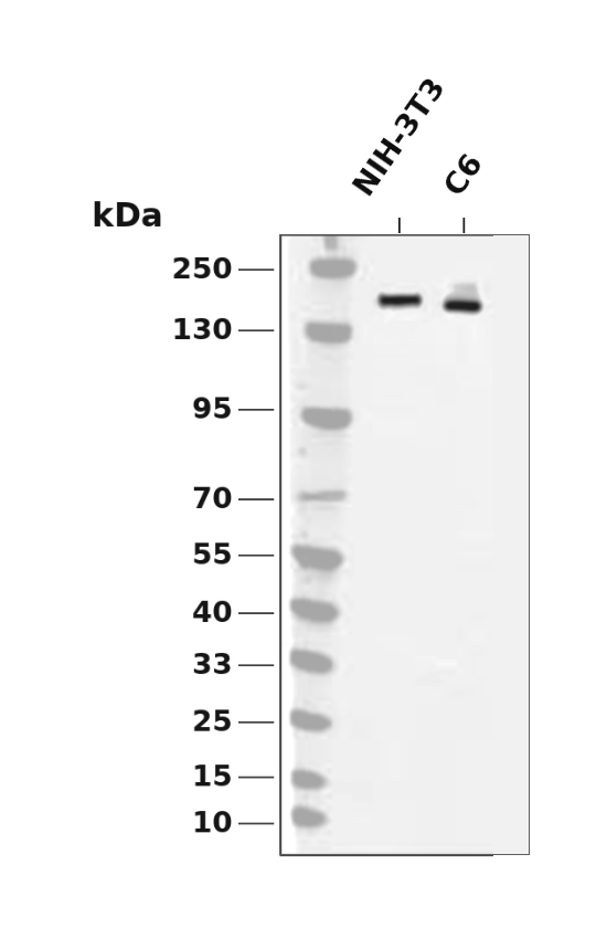 PDGFR-&alpha; Rabbit mAb