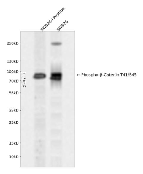 Phospho-beta Catenin (Thr41/Ser45) pAb