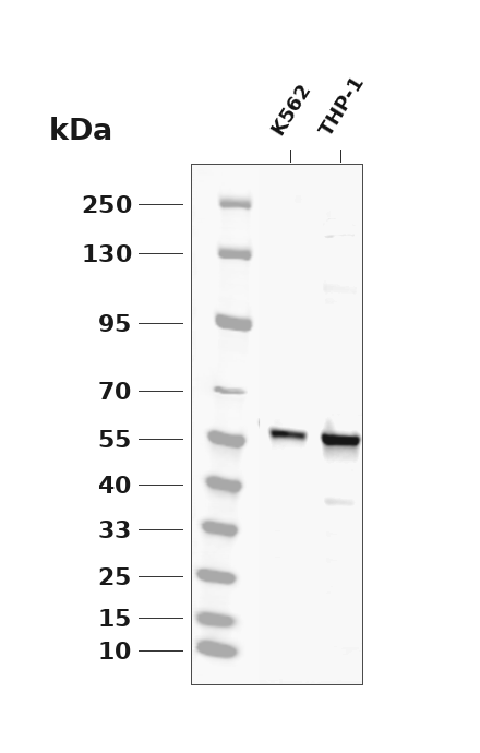 Phospho-RIP3 (Ser232)  pAb