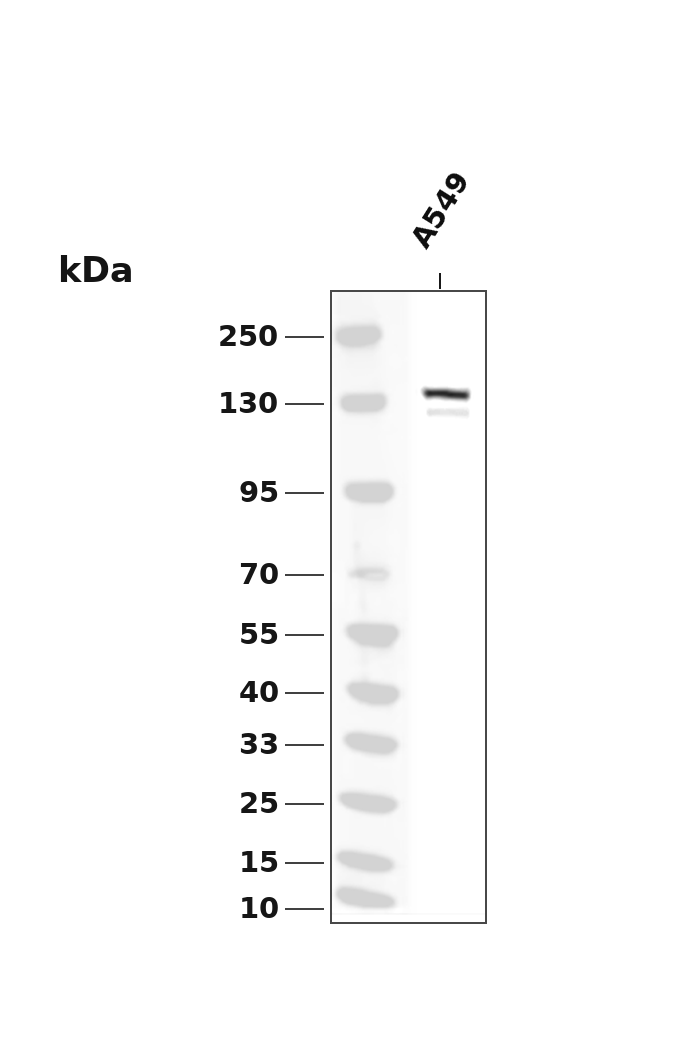 Phospho-JAK2 (Tyr119) pAb