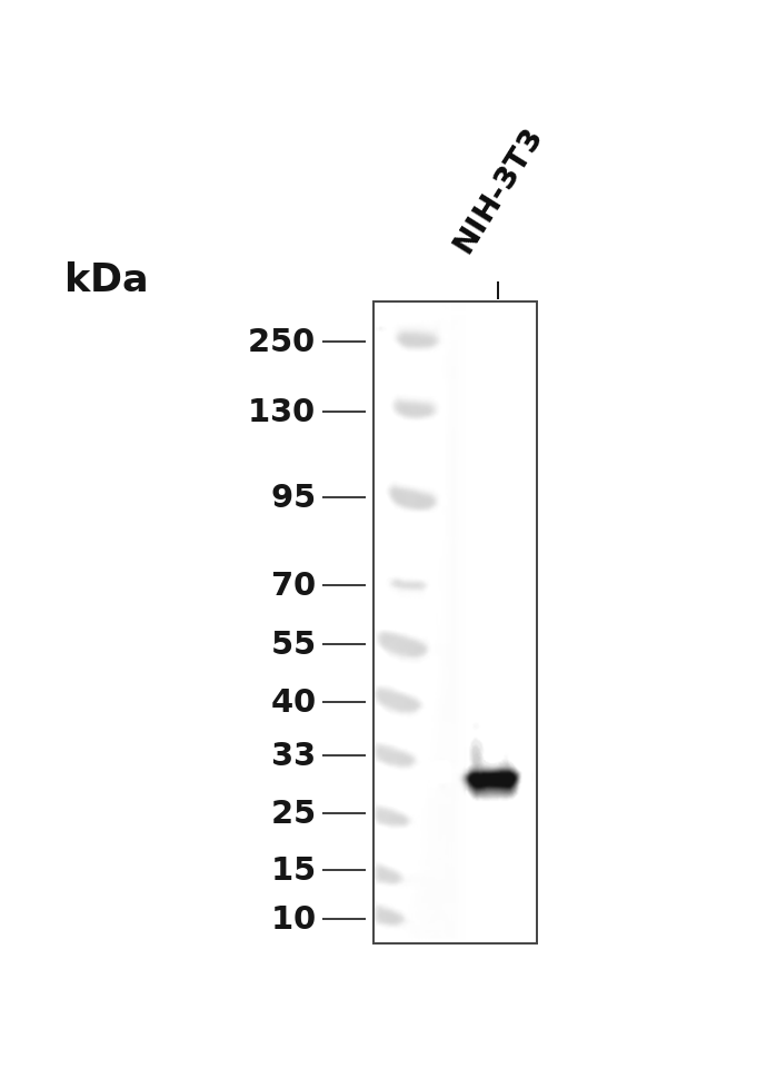 Phospho-CDK4-T172 Rabbit pAb