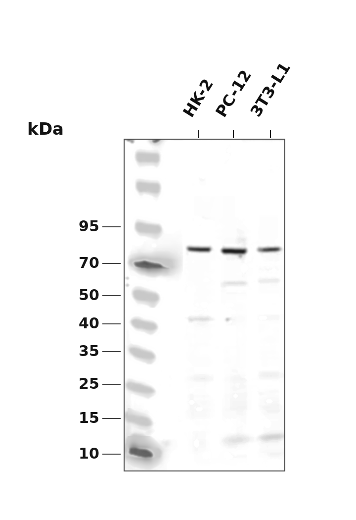 AAY1946