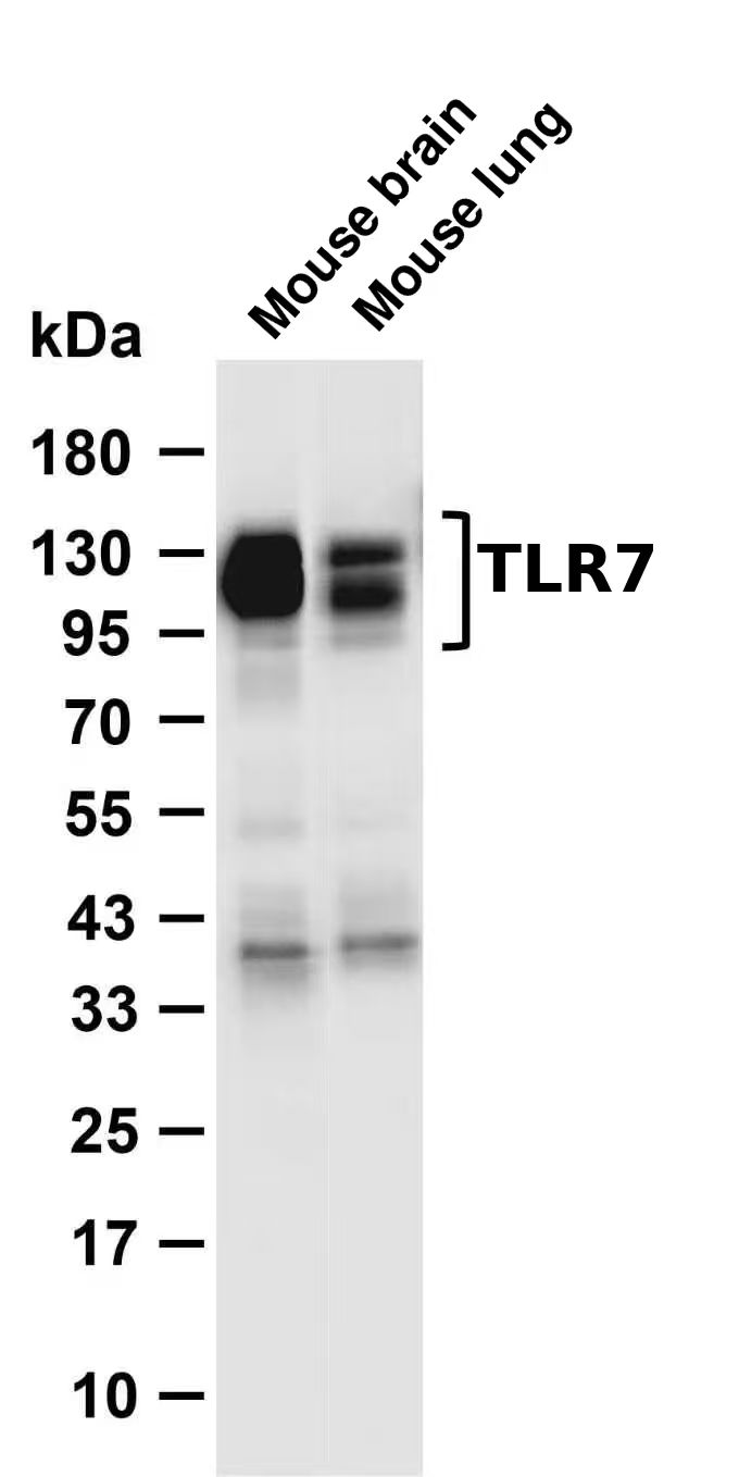 TLR7 Rabbit pAb