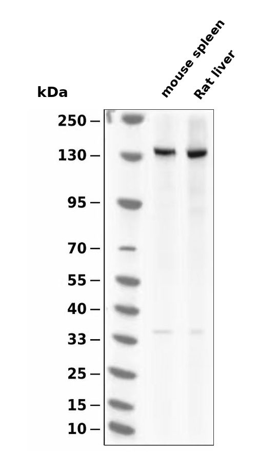 CD163 Rabbit mAb