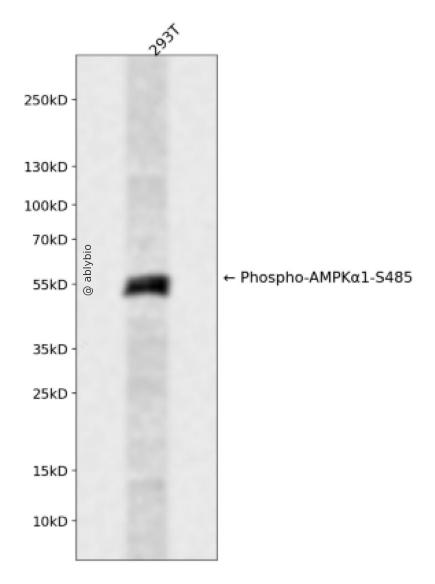 AMPK&alpha;1 (Phospho Ser485) Rabbit mAb