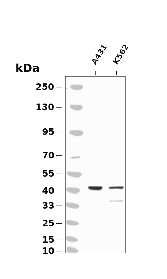 JunB (Phospho-Ser259) Antibody