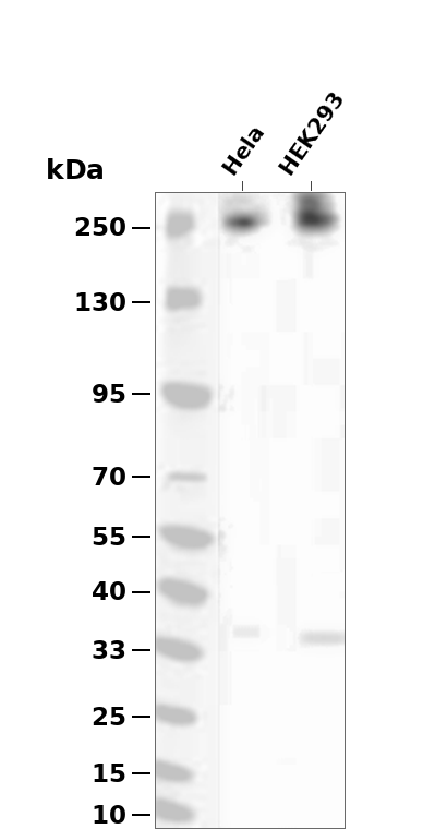 AYD12549