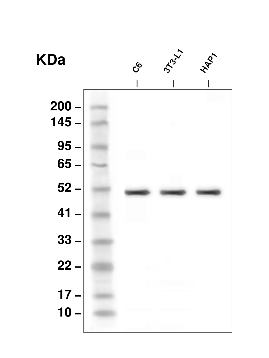&beta;III-Tubulin Mouse mAb
