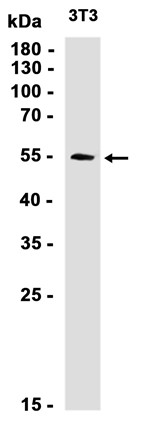 TXNRD1 Rabbit mAb