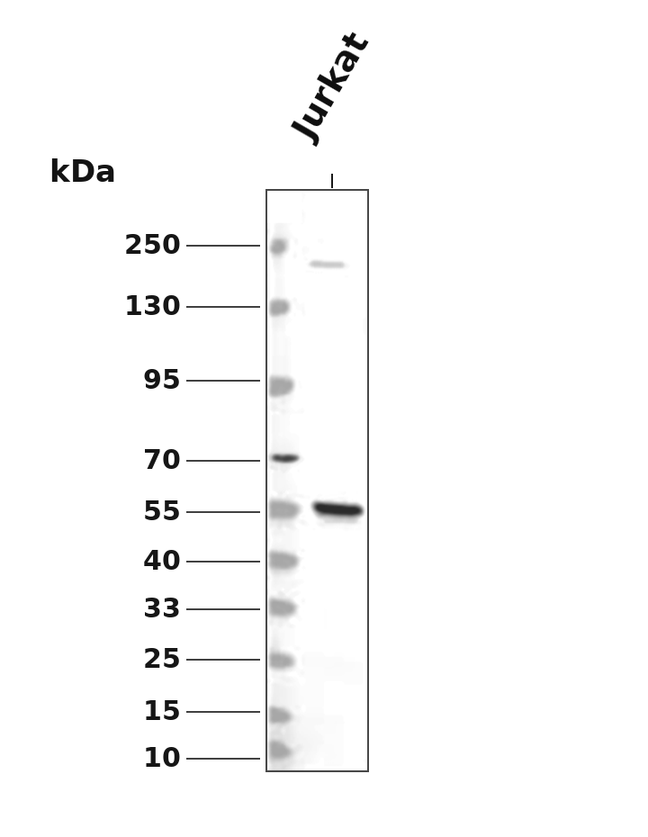 RIP3 Rabbit mAb