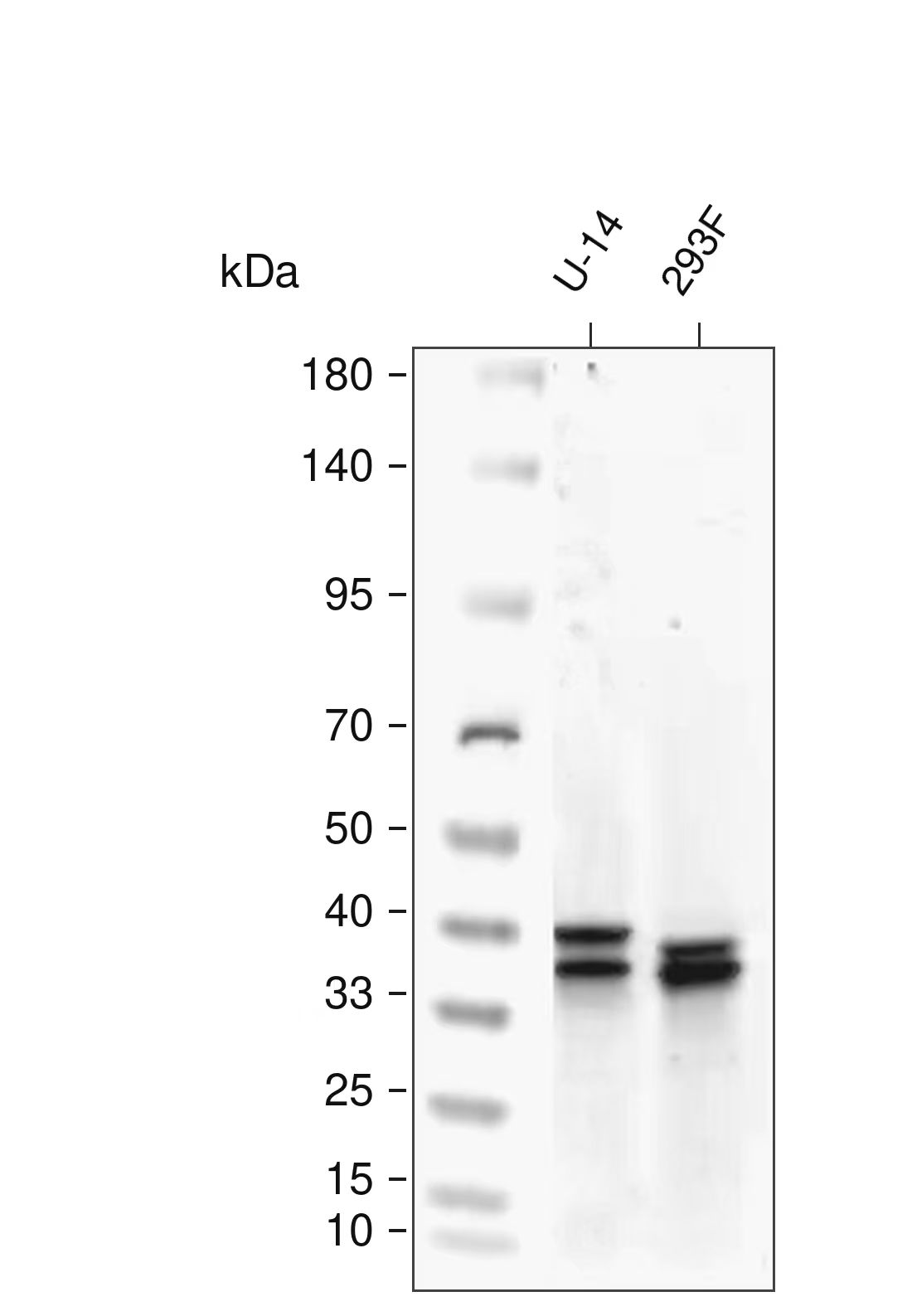 Phospho-ERK1/2 (Thr202+Tyr204/Thr185+Tyr187) pAb