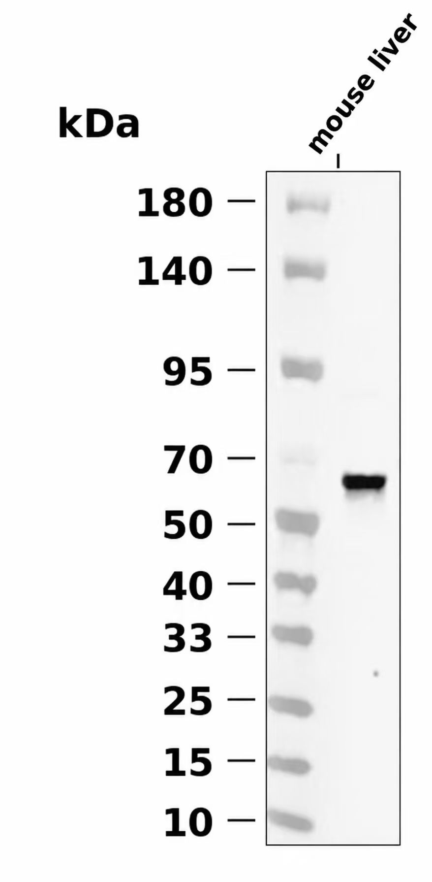 Phospho-PINK1 (Ser228) pAb