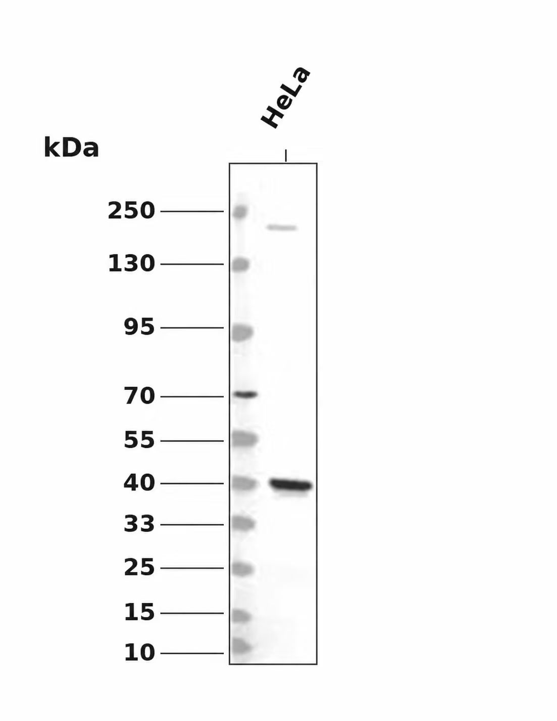 NudC (Phospho-Ser326) Antibody