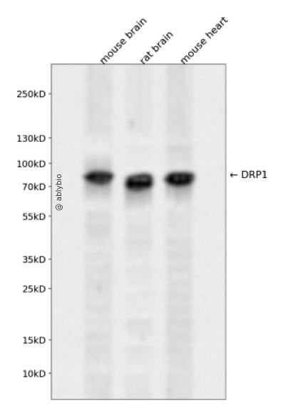 DRP1 Rabbit pAb