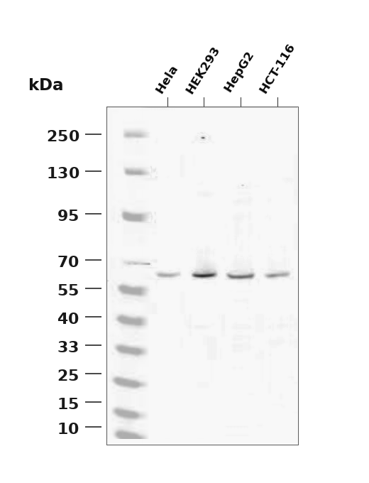 Yes1 Rabbit mAb