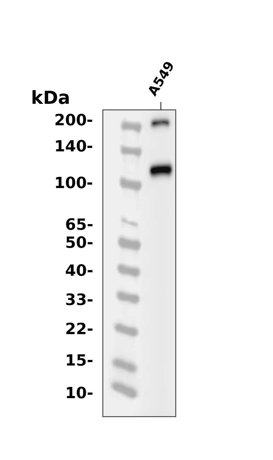 Phospho-ULK1 (Ser131) pAb