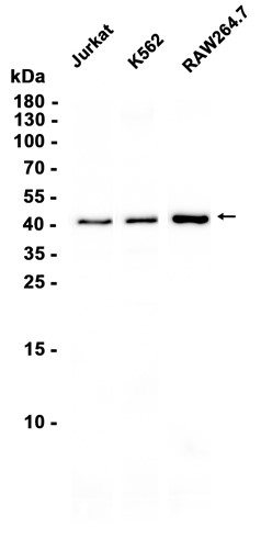 beta Actin Rabbit mAb