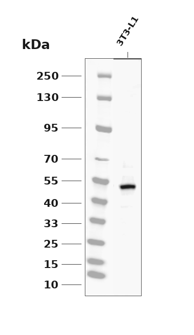 Phospho-RIPK3 (Ser316)