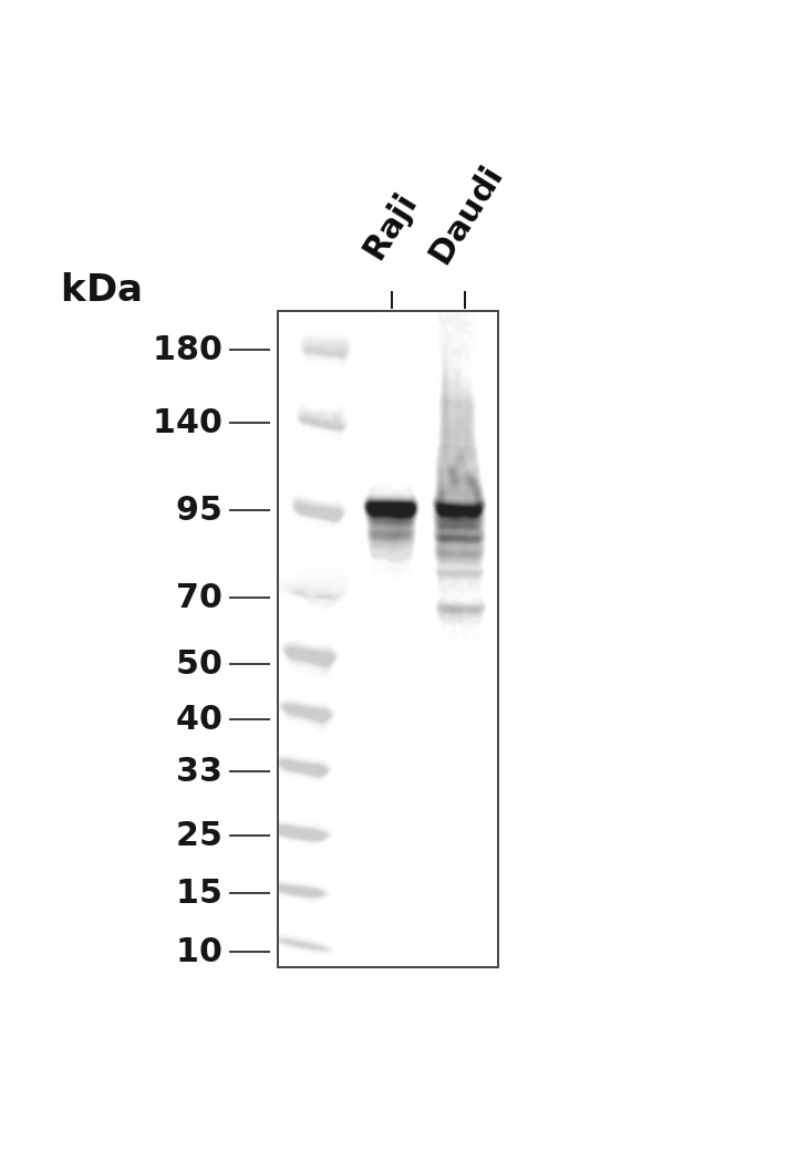 CD19 Rabbit mAb