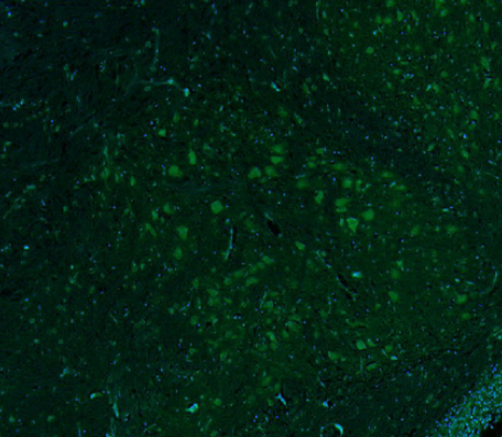 CDC37 (Phospho Ser13) Rabbit mAb