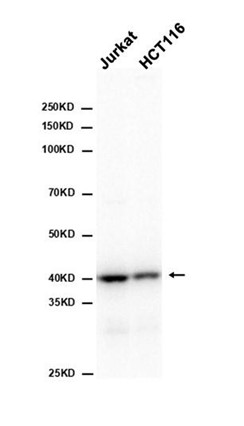 AYD15981