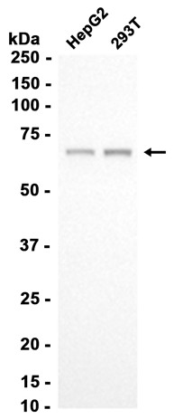 AYD11875-wb1