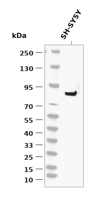 DRP1 Rabbit mAb