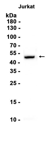 alpha Tubulin 4A Antibody
