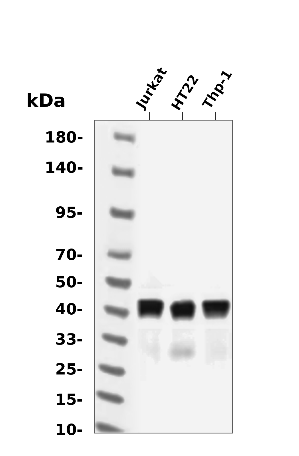 MEK1/2 Rabbit mAb