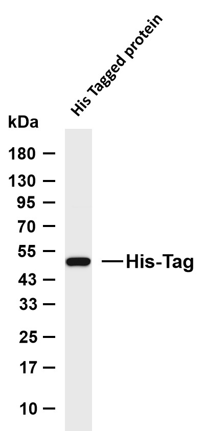 His Tag (YD33137) Mouse mAb