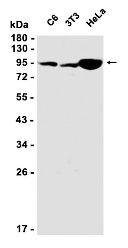 AYD11281