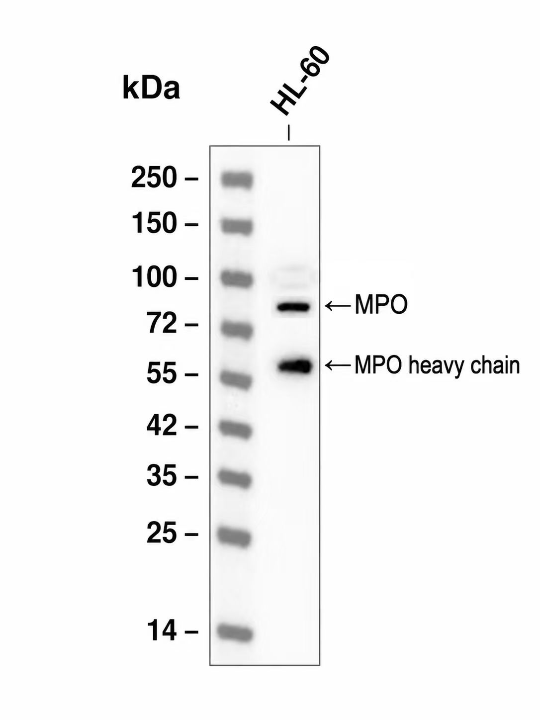 Myeloperoxidase (MPO) Mouse mAb