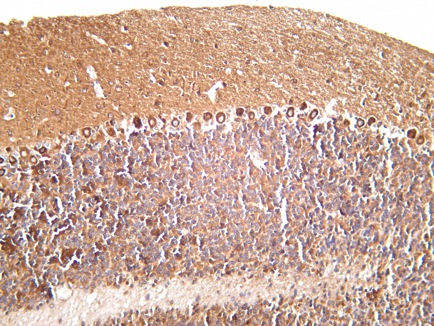 DRP1 (YD12235) Rabbit mAb