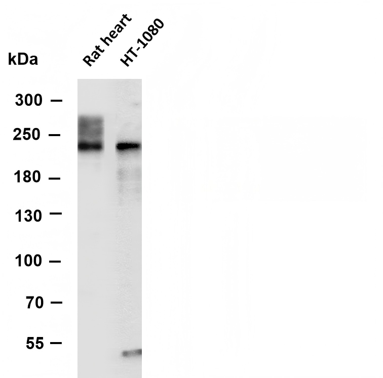 Phospho-VEGFR2 (Tyr1059) pAb