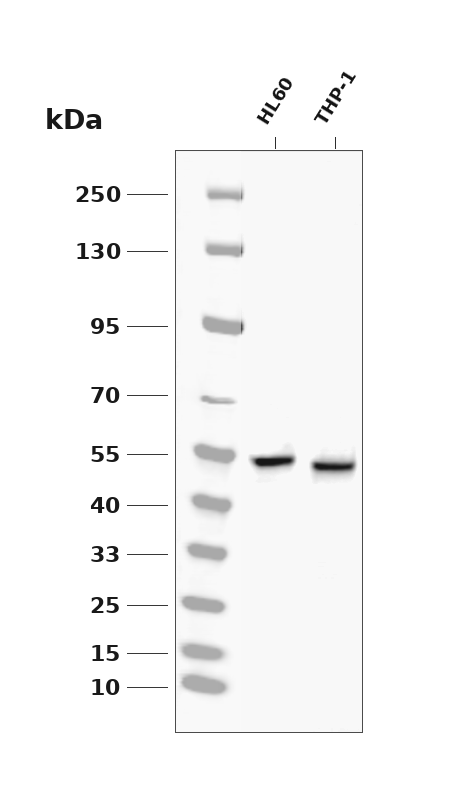 Phospho-RIPK3 (Ser227) pAb