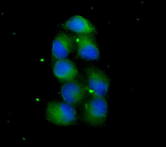 Phospho-TFEB (Ser142) pAb