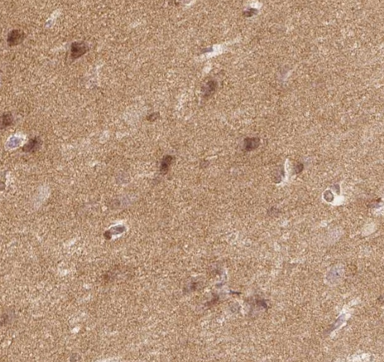 CD90 Rabbit mAb