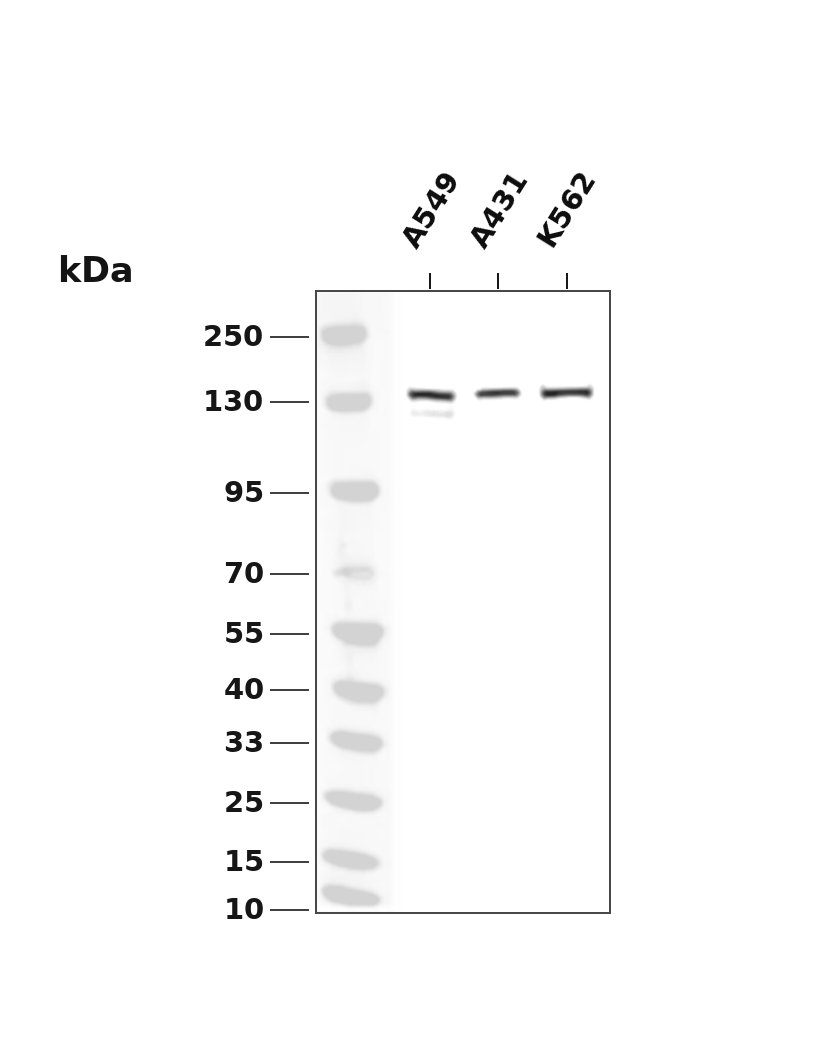 JAK2 Rabbit mAb