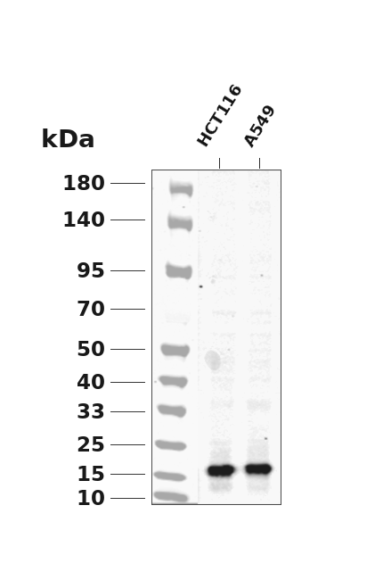 p21 Rabbit mAb