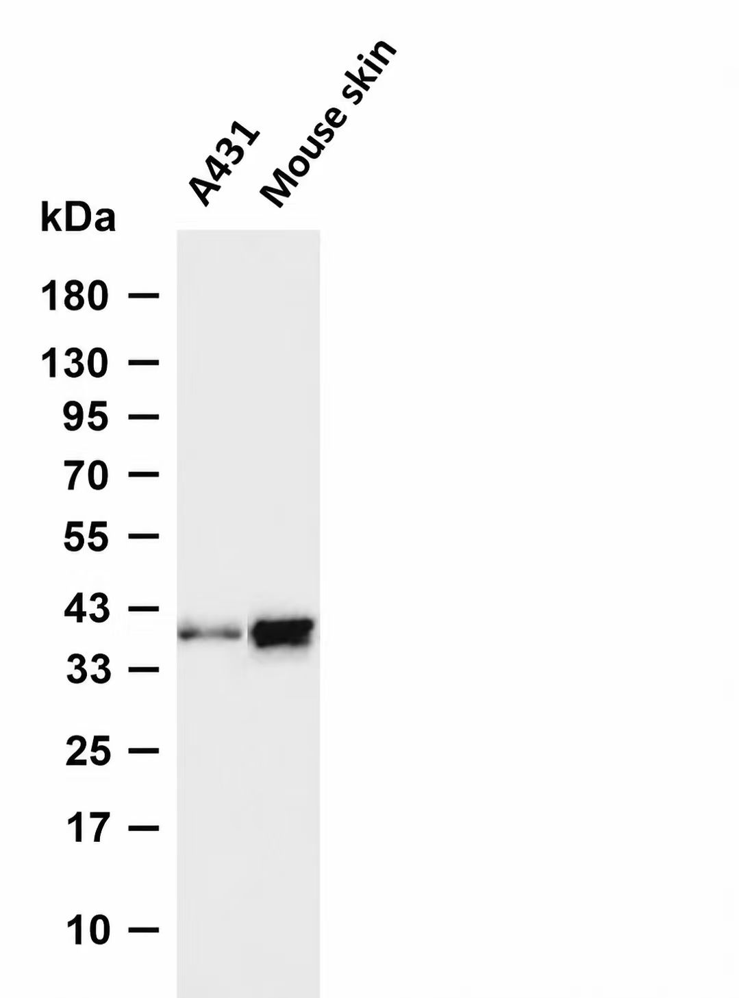 Wnt3a Rabbit mAb
