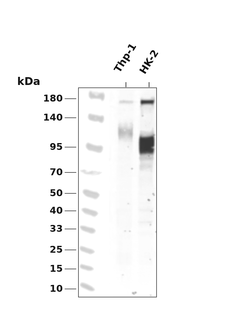 IGF1R (Phospho Tyr1135/1136)/Insulin Receptor &beta; (Phospho Tyr1150/1151) Rabbit mAb