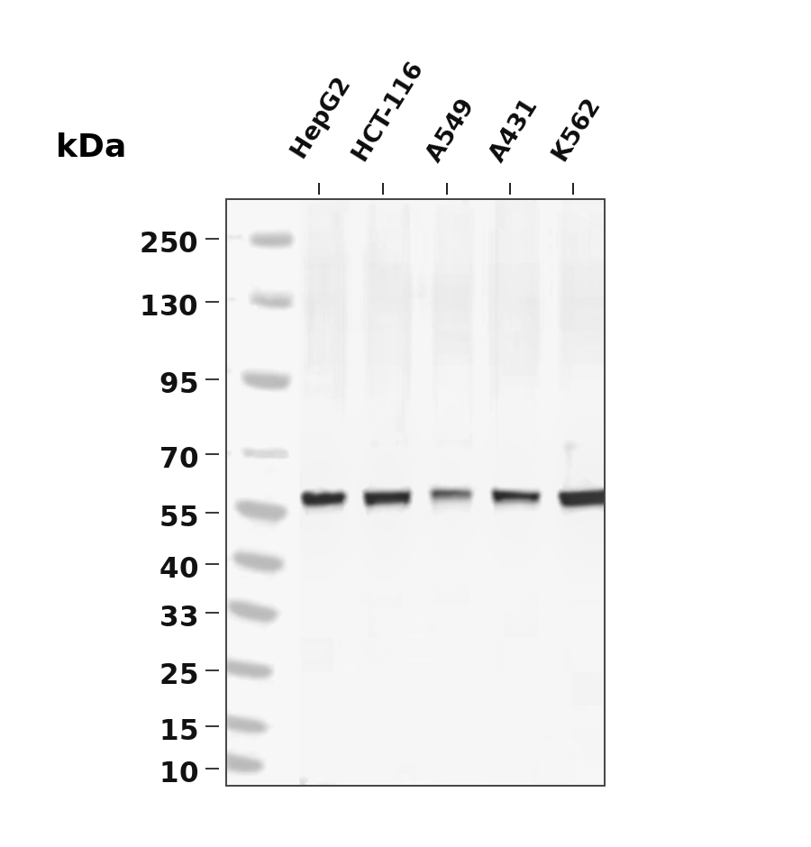 Beclin 1 Rabbit mAb