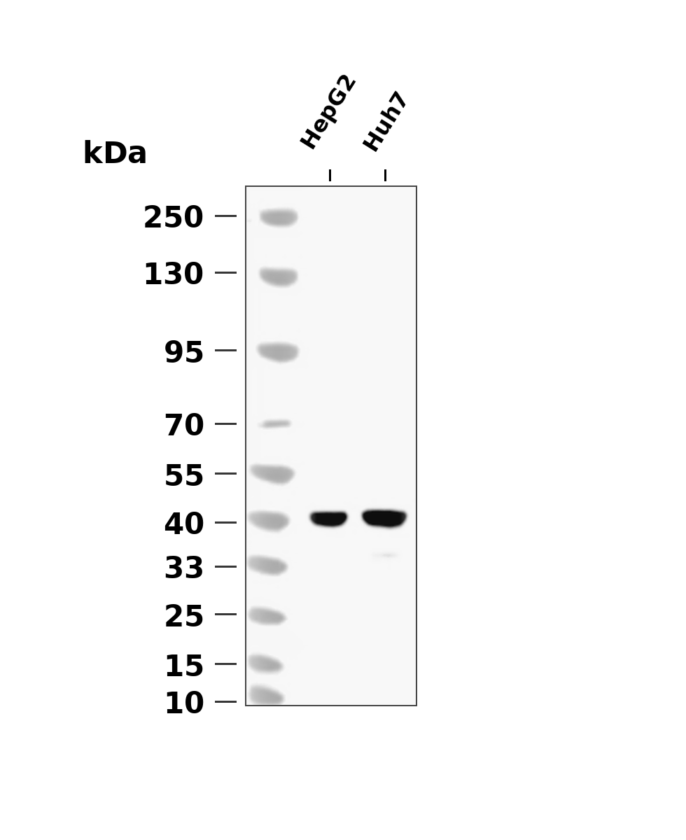ASGR1 (YD20471) Rabbit mAb