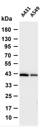 AYD16447