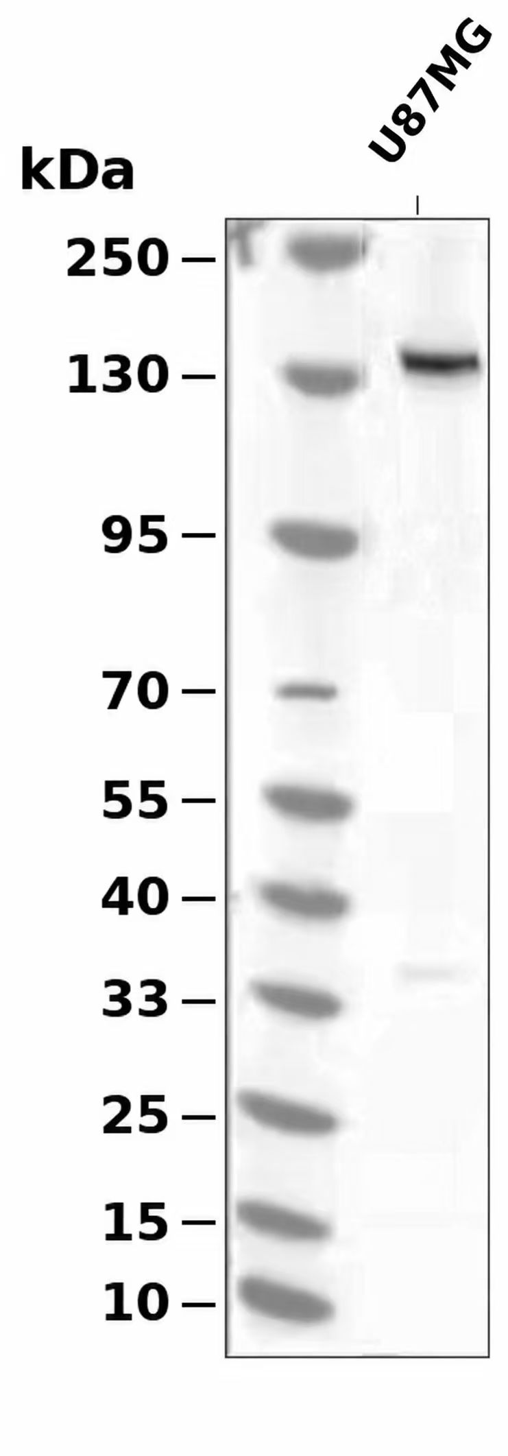 FGFR1/2  Antibody