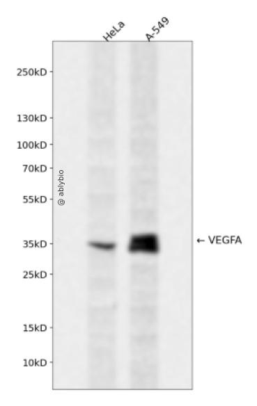 Western blot - VEGFA Rabbit pAb