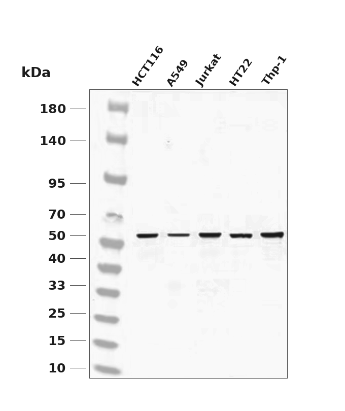 ATF-4 Rabbit mAb